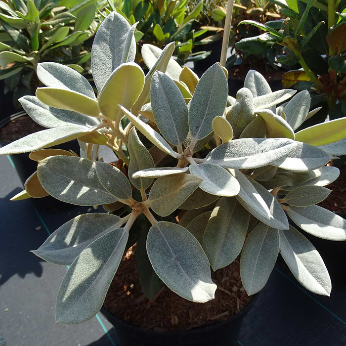 sansevierias Sansevieria Trifasciata Laurentii  In Succulent Love