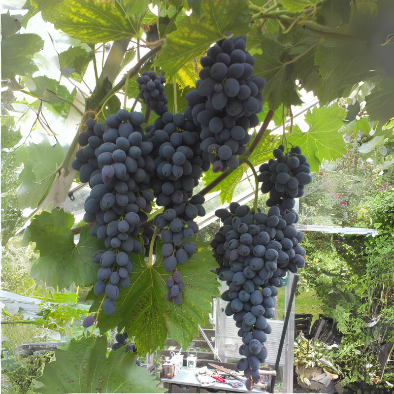 beauty vitis