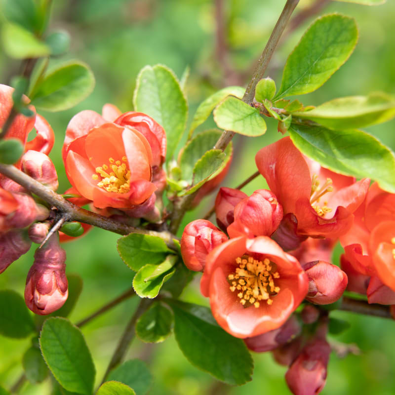 Chaenomeles orange trail