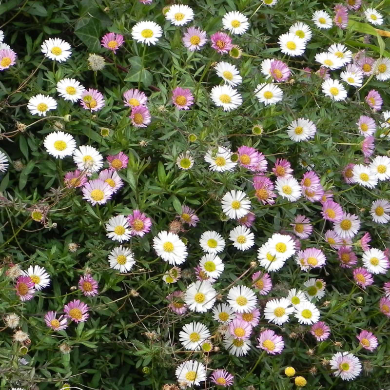 erigeron karvin