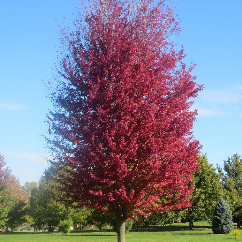 Løn (Acer Freemanii 'Autumn Blaze') 200-250 cm