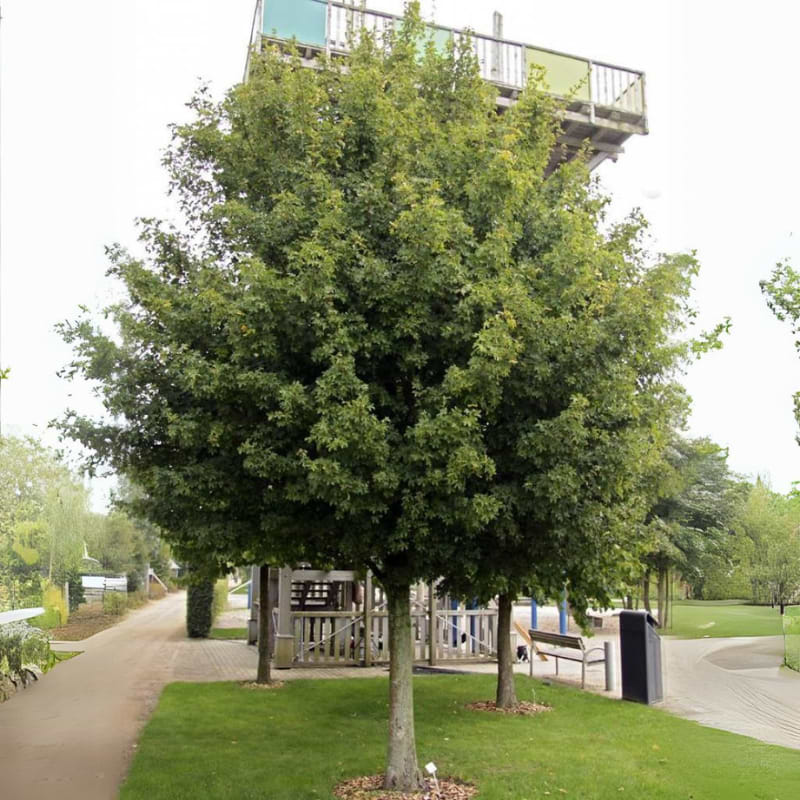 Navr (Acer campestre 'Elsrijk') 250-300 cm