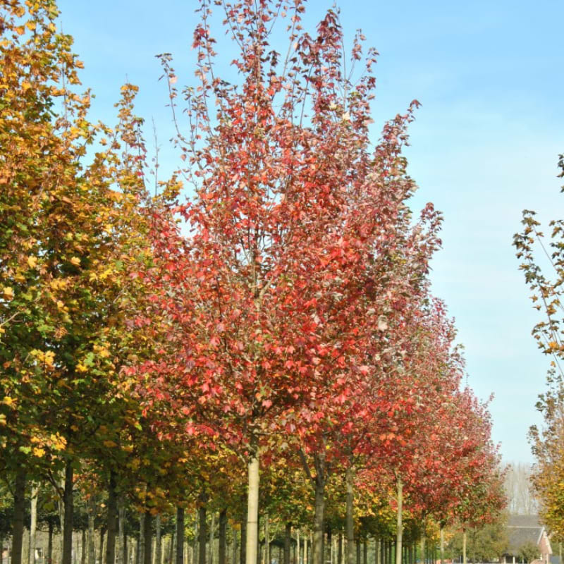 Løn Rødbladet (Acer Rubrum 'Fairview Flame') 160-200 cm