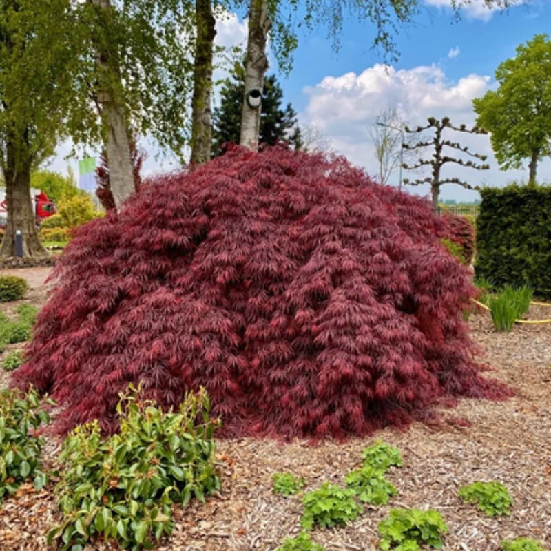 Japansk Ahorn (Acer palmatum 'Firecracker') Opstammet 80 cm
