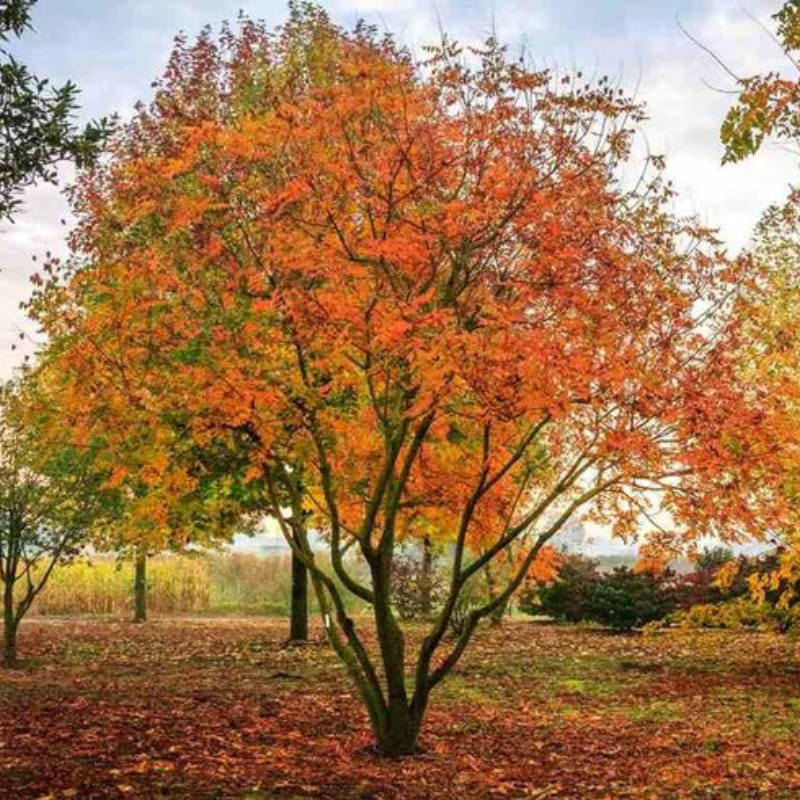 Løn Stribebarket (Acer pensylvanicum) 200-250 cm - Enstammet