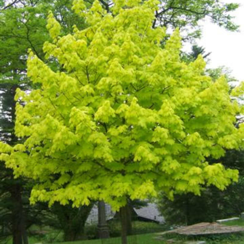 Spidsløn (Acer platanoides 'Princeton Gold') 200-250 cm
