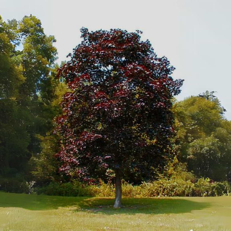 Spidsløn Rødbladet (Acer platanoides 'Royal Red') 300-350 cm
