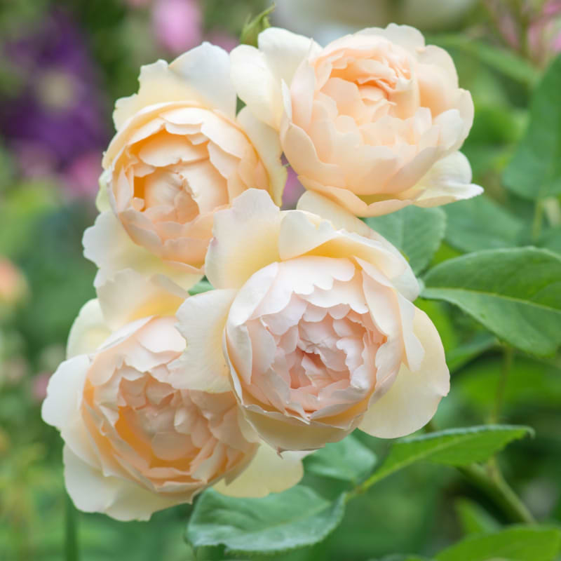 Høj engelsk rose (Rosa 'Wollerton Old Hall' (Ausblanket)) - Flere varianter