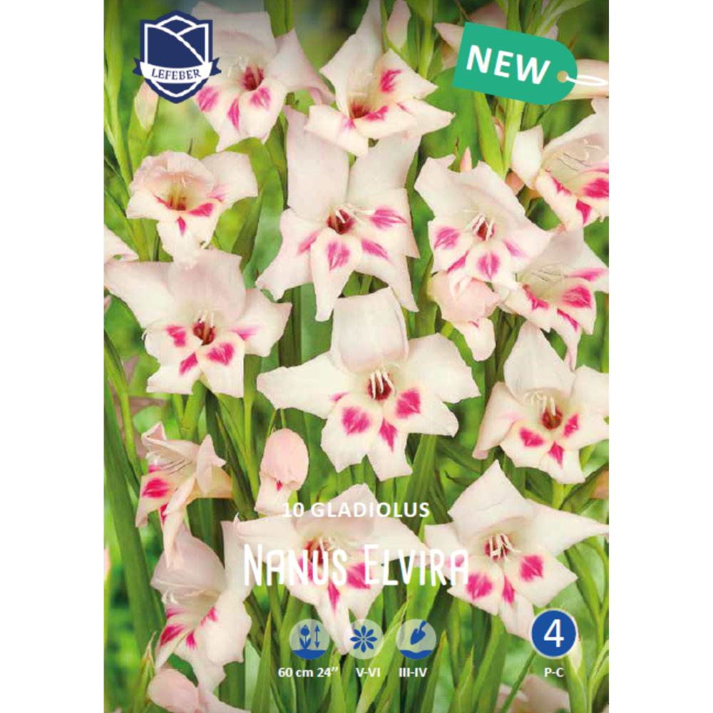 Dværg Gladiolusløg 'Nanus Nymph'