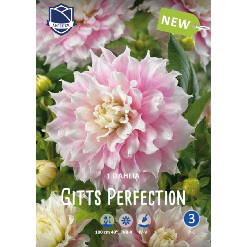 Gigant Dahlia