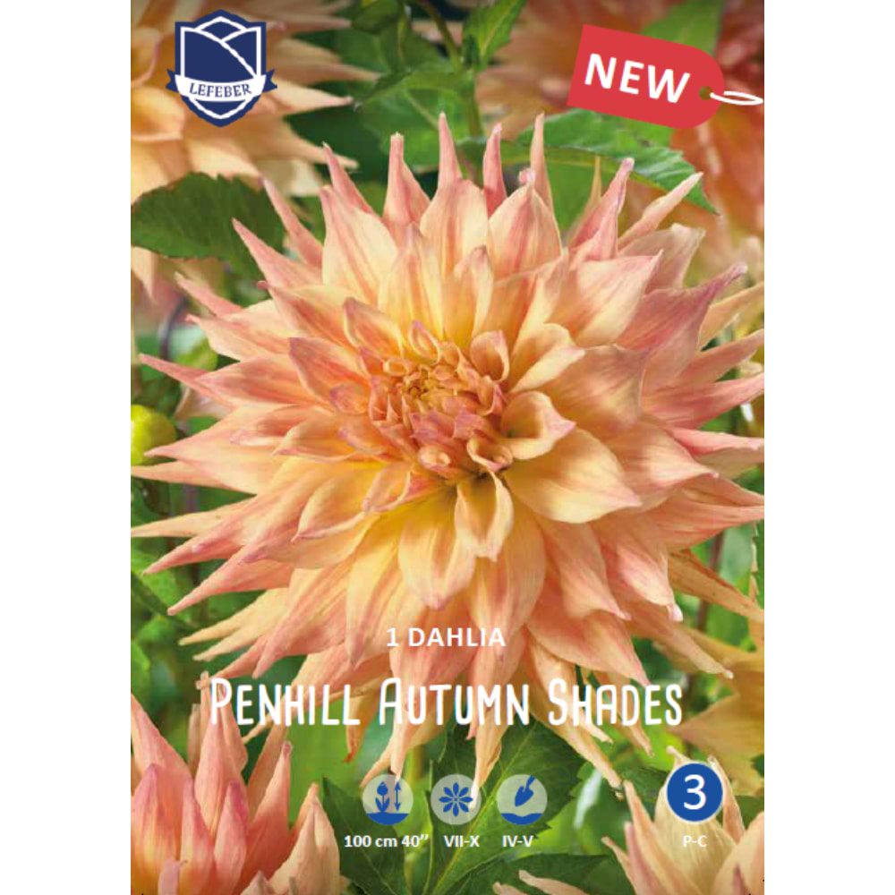 Cactus Dahlia 'Penhill Autumn Shades' (blomsterløg)