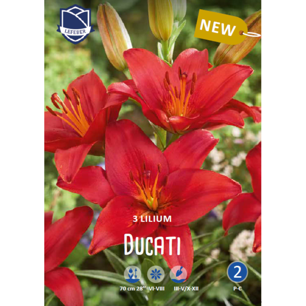 Liljeløg (Lilium 'Ducati')