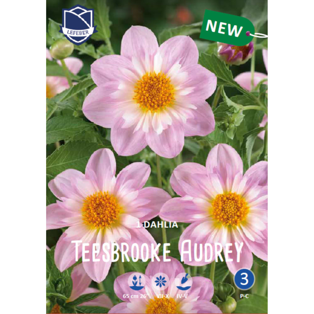 Dahlia 'Teesbrook Audrey'