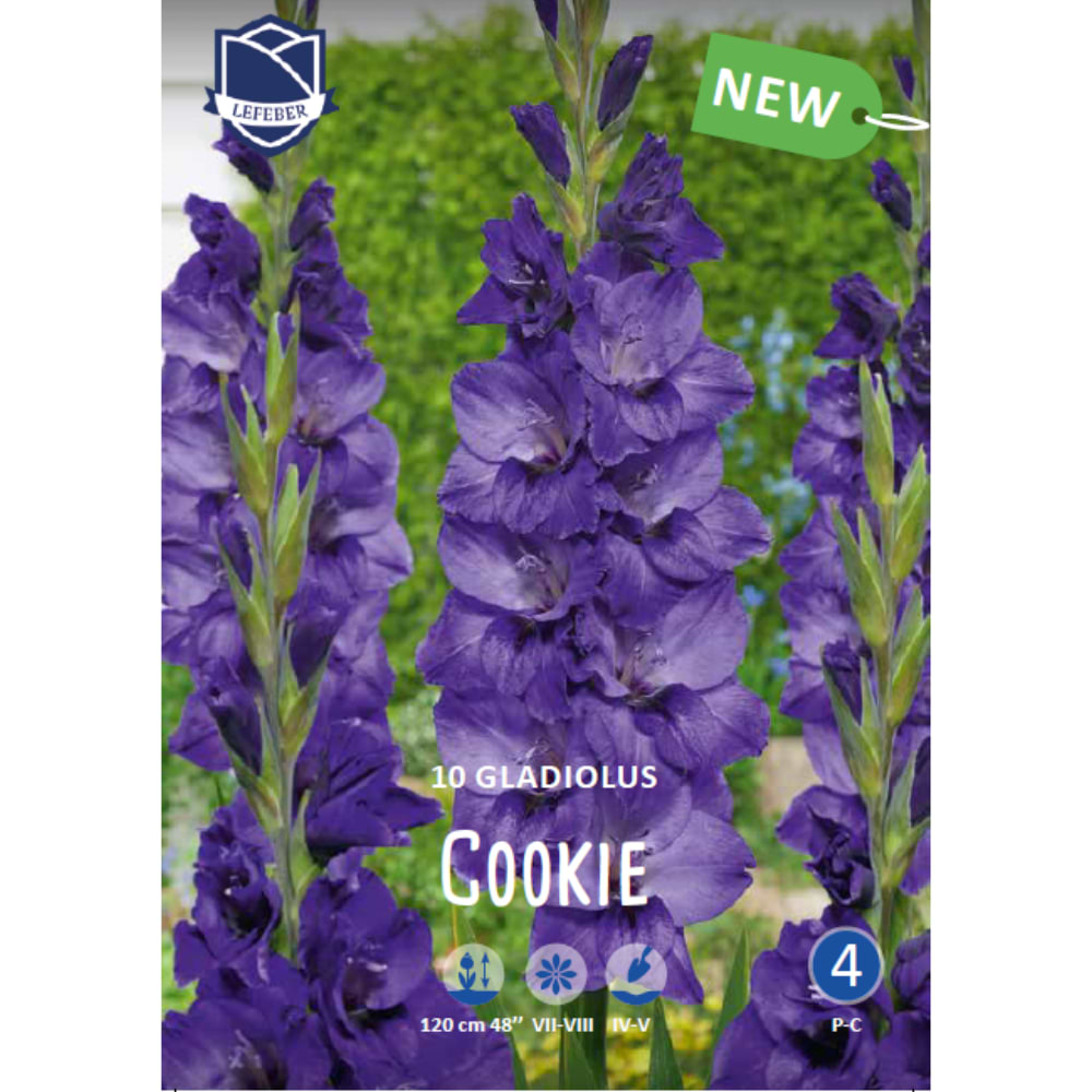 Gladiolus 'Cookie' (blomsterløg)
