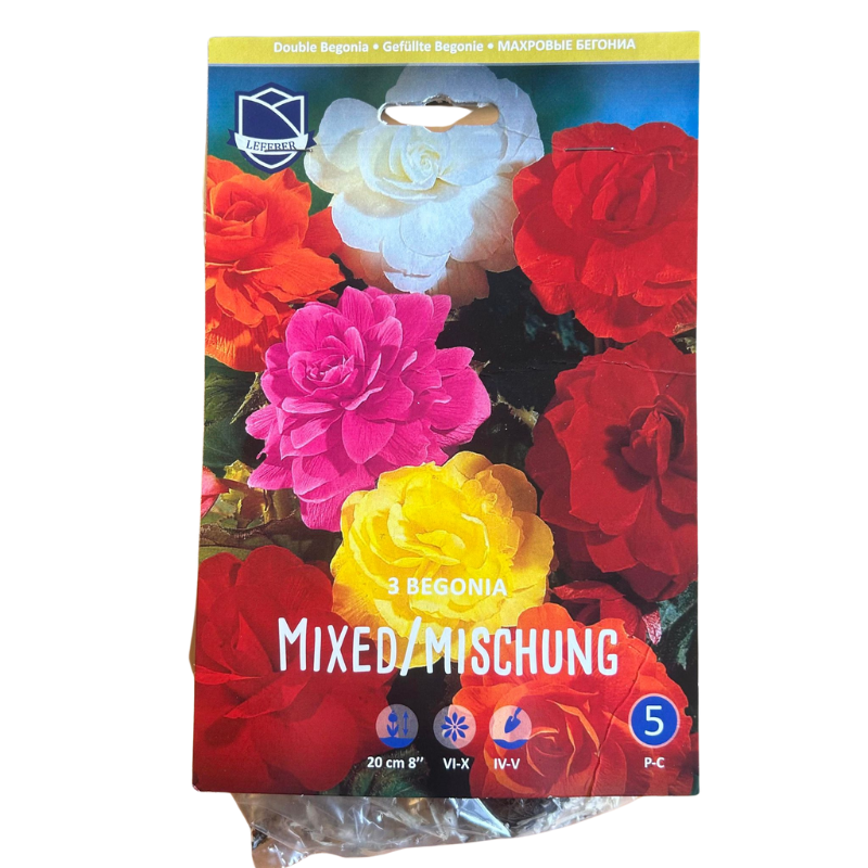 Begonialøg Mixed/Mischung
