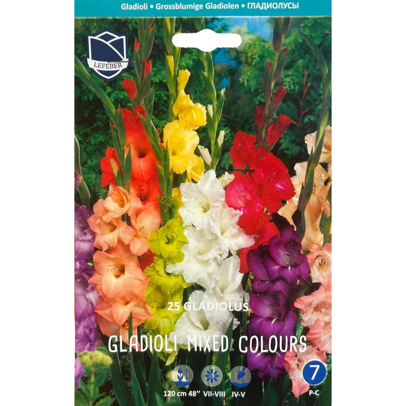 Gladiolusløg 'Mixed Colours' Flerfarvet