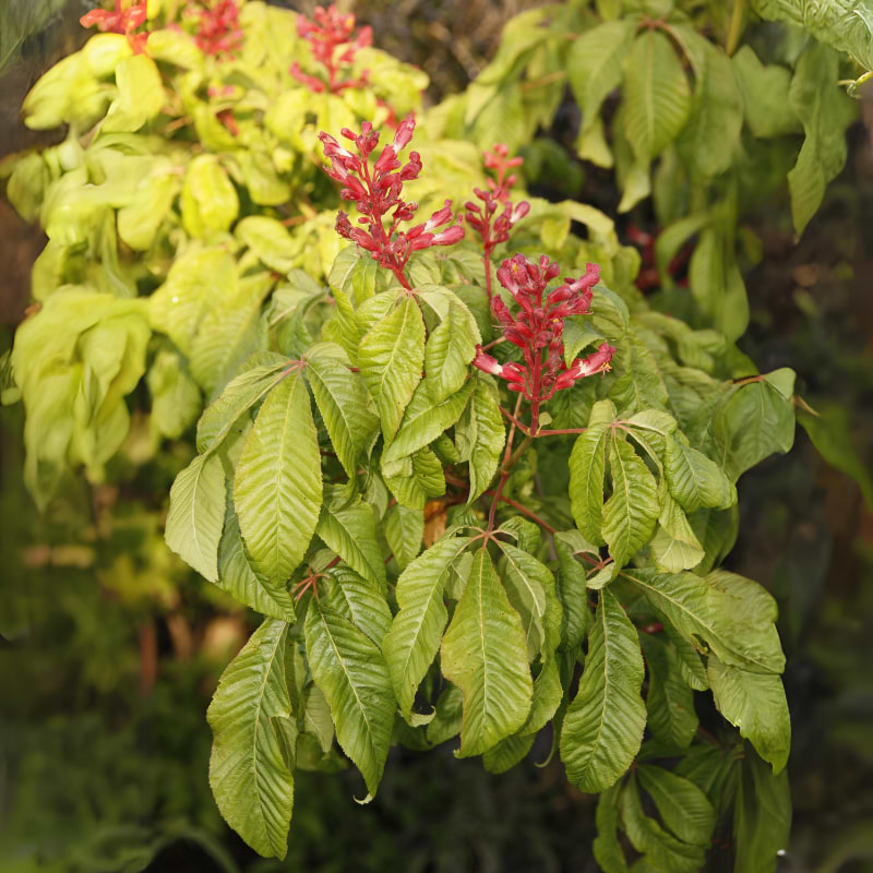 Amerikansk hestekastanje Aesculus pavia Humilis