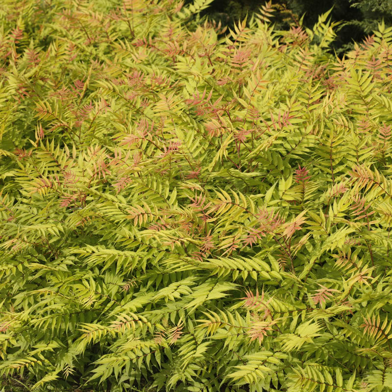 Sorbaria Sem