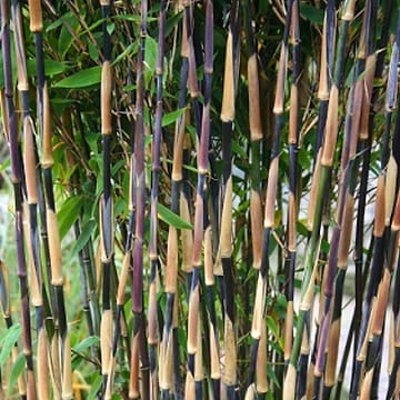 Bambus (Fargesia murieliae 'Violet Woods') 120-150 cm | kbes online her |