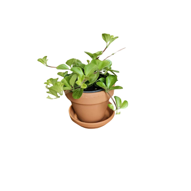 Peperomia Rotundifolia - mini plante