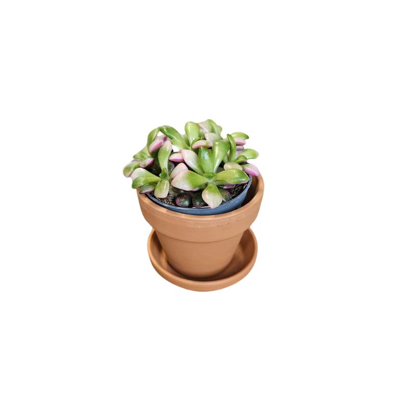 Anacampseros Refecens Variega - mini plante