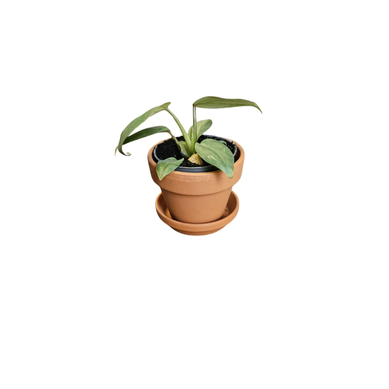 Philodendron Gloriosum - mini plante