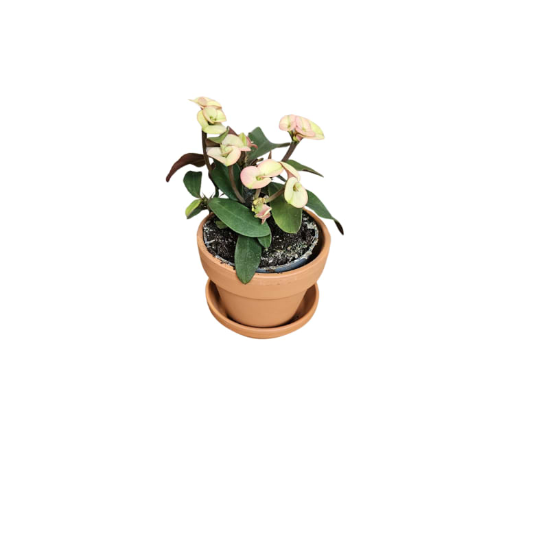 'Eurhorbia Milli' orange-pink - mini plante