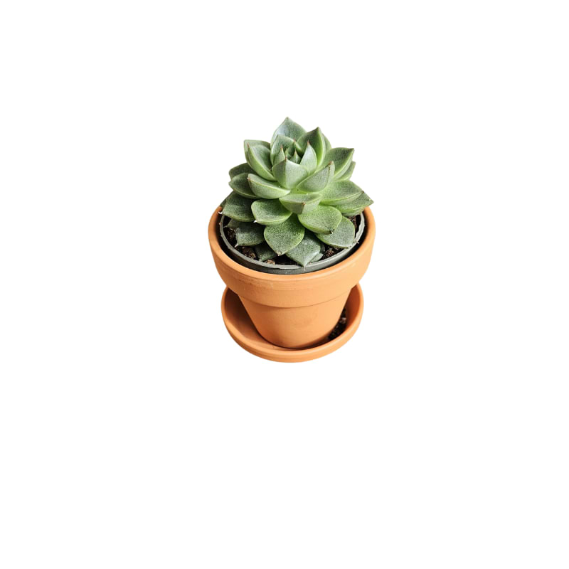 Echeveria purpusorum Uranus