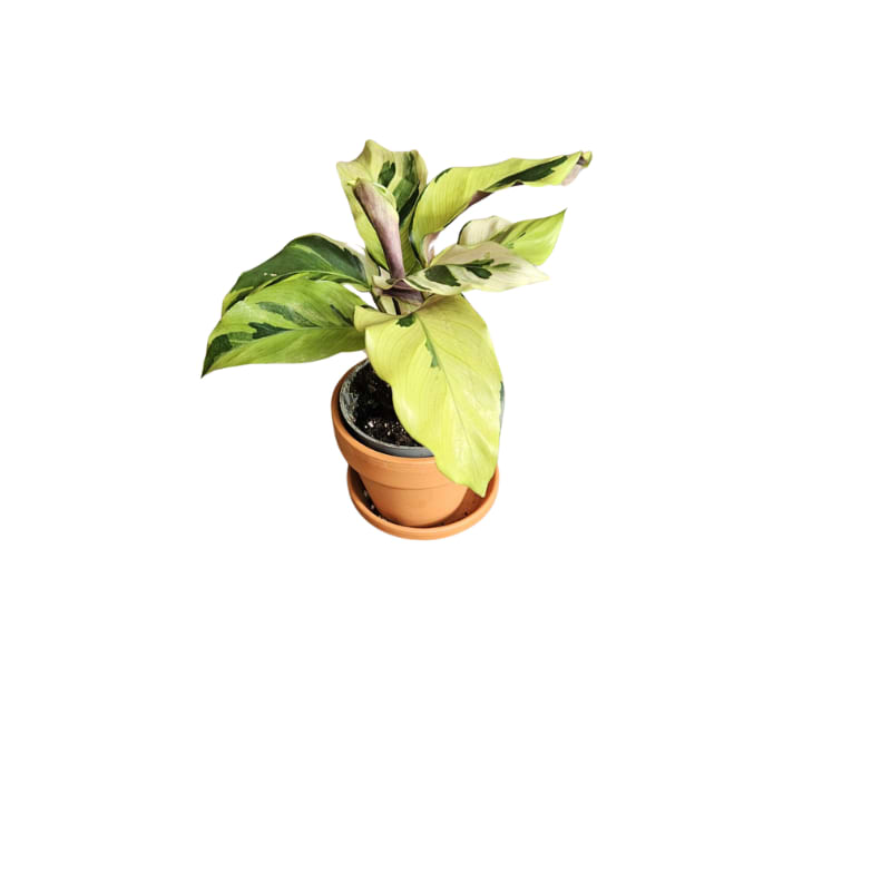 calathea rattlesnake Shop 'Calathea lancifolia  Rattlesnake Plant' Care & Info