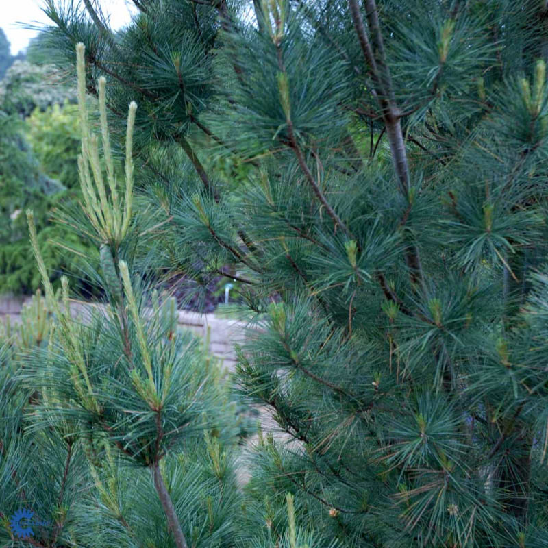 Weymouthfyr (Pinus wallichiana 'Densa Hill') 170-200 cm