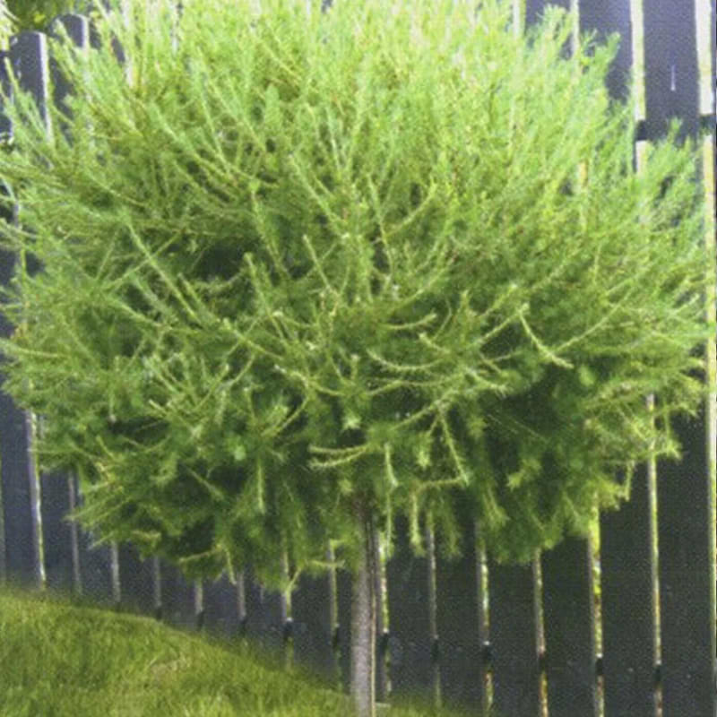 Larix Kornik