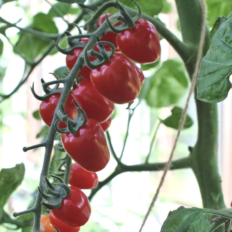 Tomatklaser