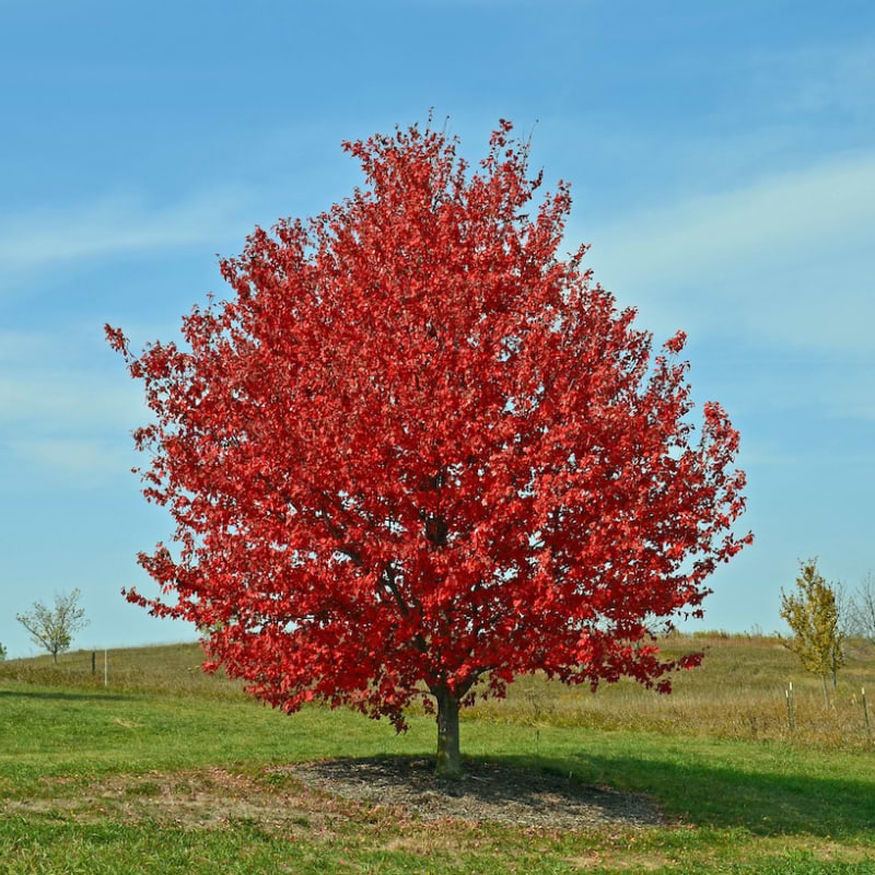 Løn Rødbladet (Acer Rubrum 'Red Sunset') - Flere varianter