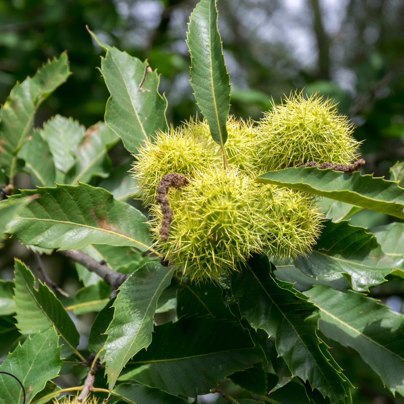 Kastanje (Castanea sativa 'Marrone de Marradi') 140-175 cm
