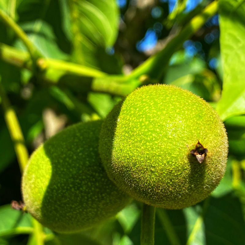 Valnød (Juglans regia 'Lara') 200-250 cm