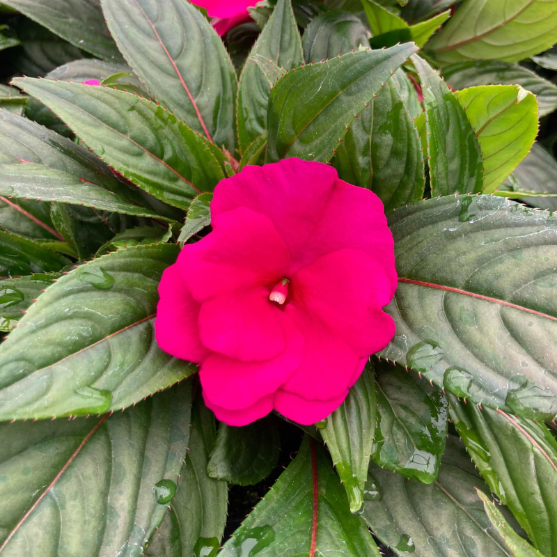 Pink flittighans