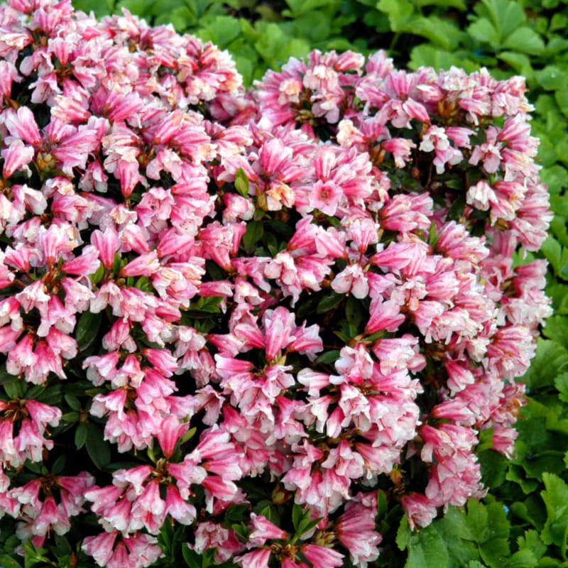 Rhododendron 'Wee Bee'