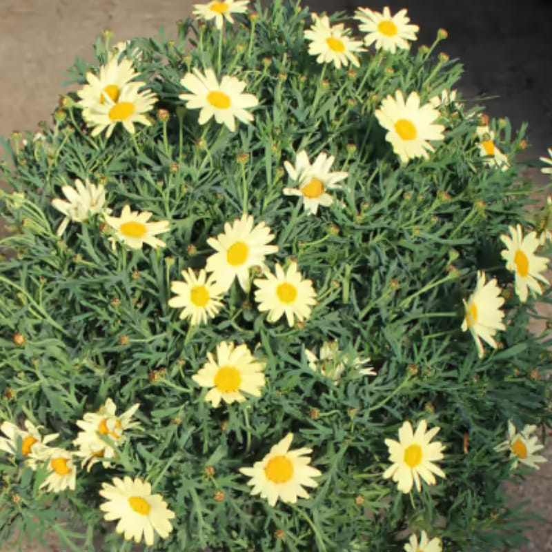 Marguerit (Leucanthemum 'Gul') Busk