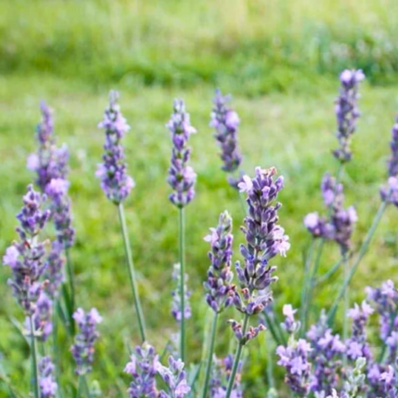 Sensational lavendel