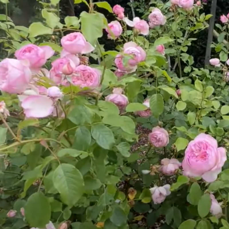 Engelsk rose ('The Mill on the floss') - Potterose