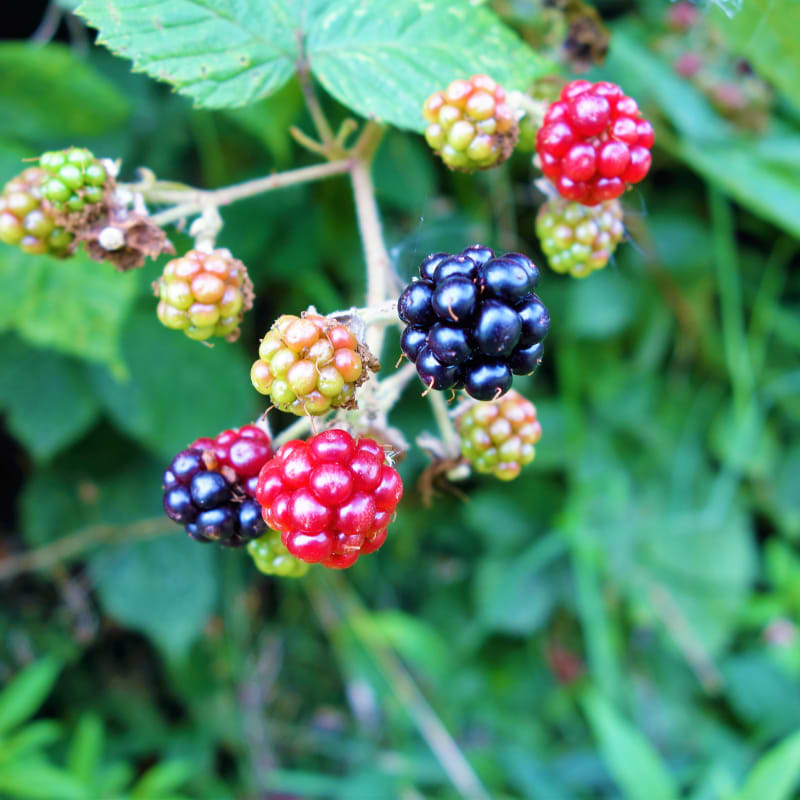 Krukke Brombær (Rubus fruticosus 'Black Cascade') 30-50 cm