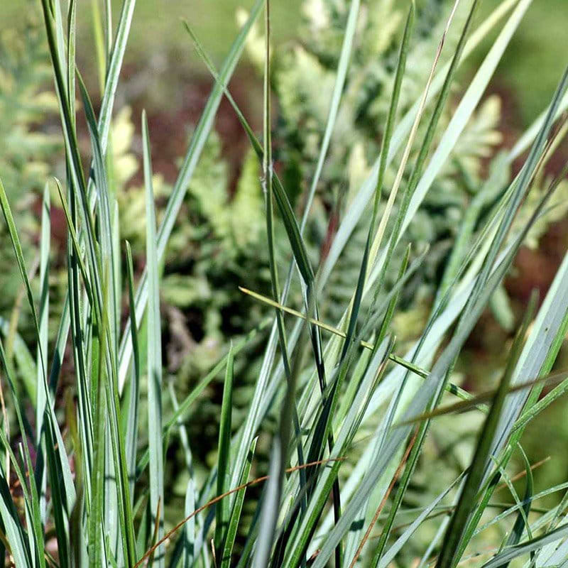 Blåaks (Sesleria Heufleriana) - Flere varianter