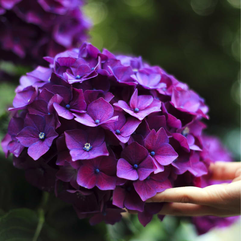 Hortensia (Hydrangea macrophylla 'Deep Purple Dance') - flere varianter