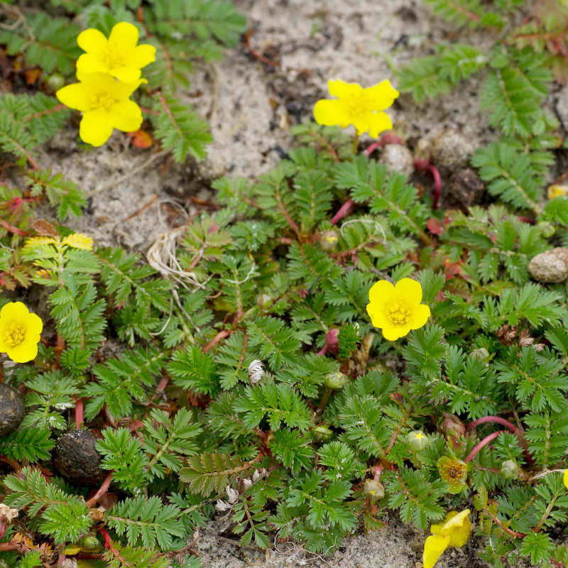 Potentilla anserina