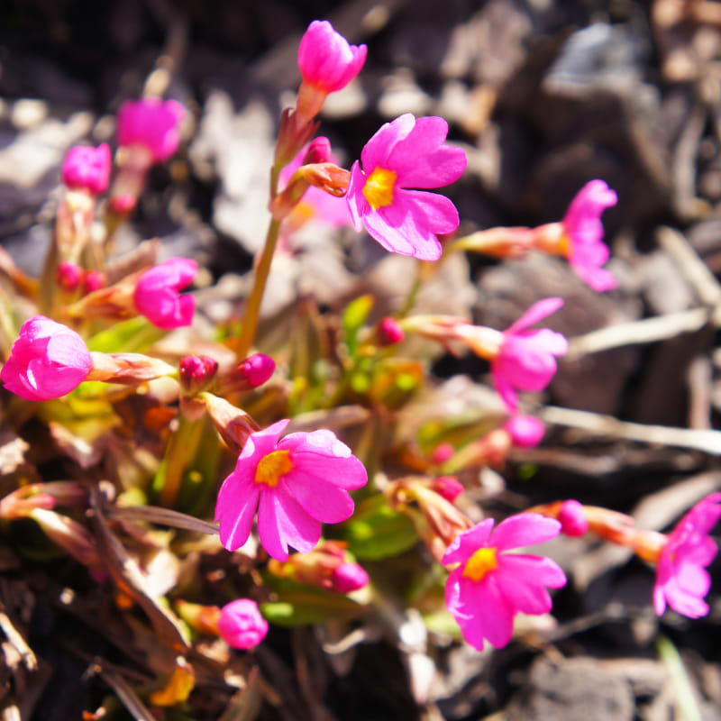 Primula Rosea