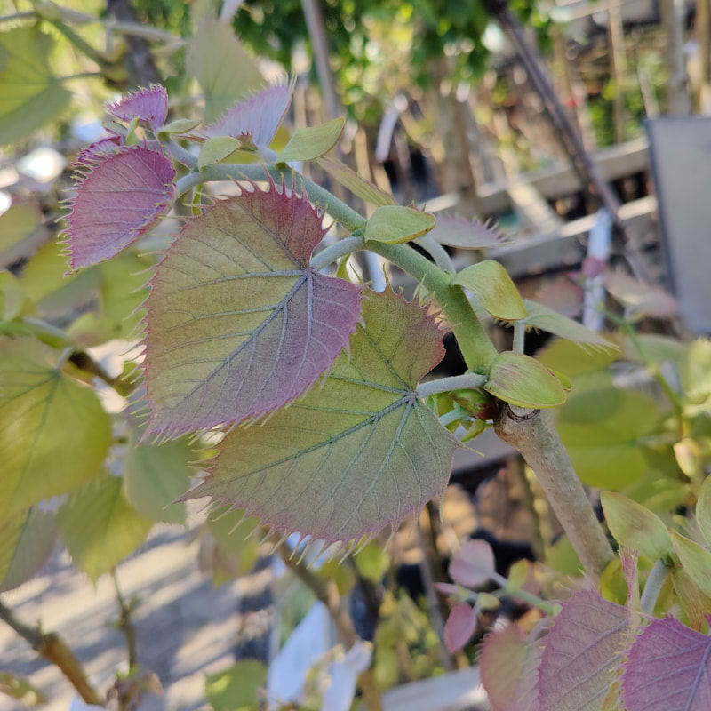 Henrys lind (Tilia Henryana) enstammet 120 - 160 cm