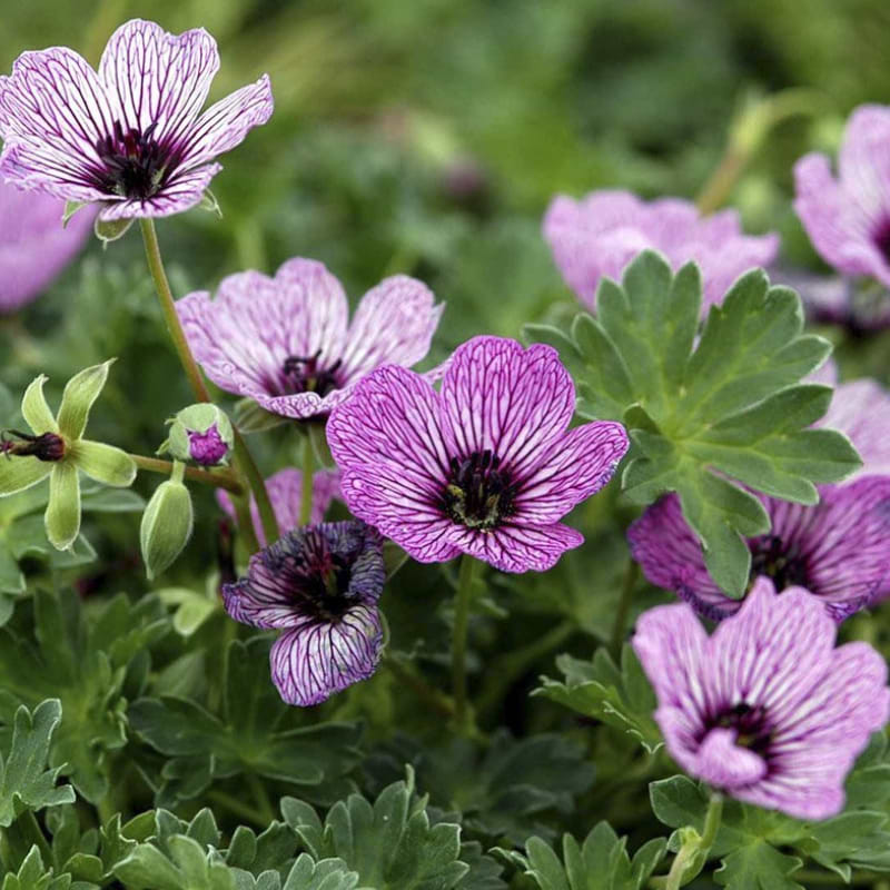 Storkenæb (Geranium cinereum 'Ballerina') - flere varianter