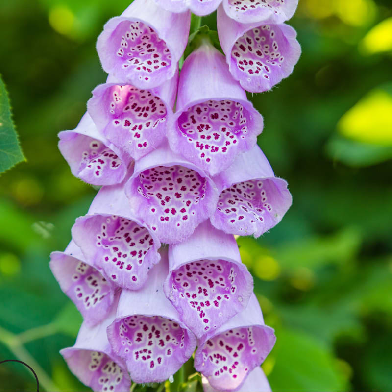 Fingerbøl (Digitalis purpurea 'Virtuoso Lavender') 3L