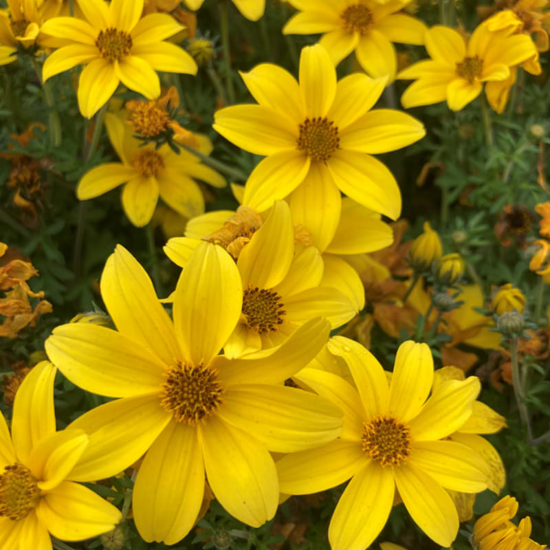 biden gule blomster