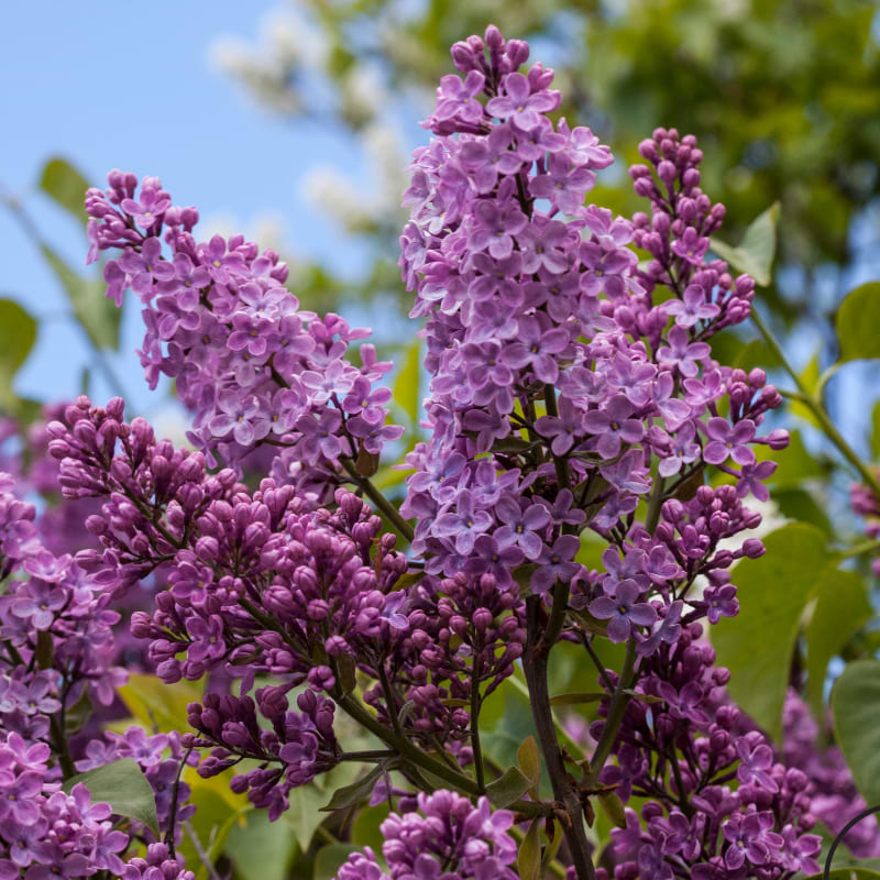 Ægte Syren (Syringa vulgaris 'Belle de Nancy') Opstammet 110 cm